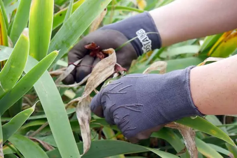 Rostaing Roots tuinhandschoen