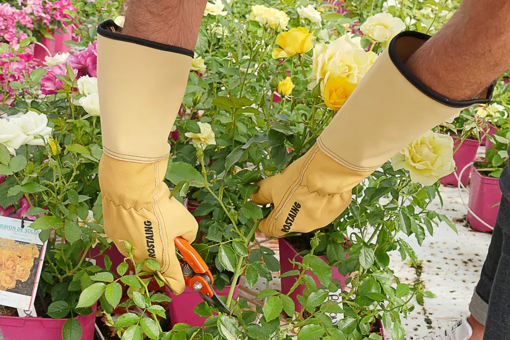 Rostaing Roseraie rozenhandschoen