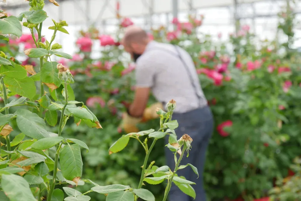 Rostaing Roseraie rozenhandschoen